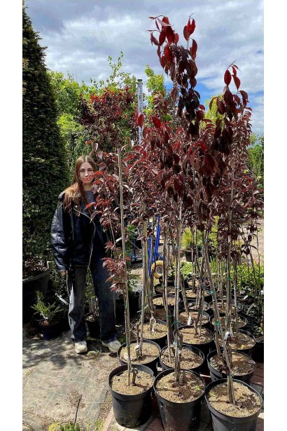 Сакура дрібнопильчаста Роял Бургунді на штамбі - 5л/вис.150-180см/Ø30-40см/ШТАМБ 130-140см